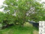 jardin.JPG